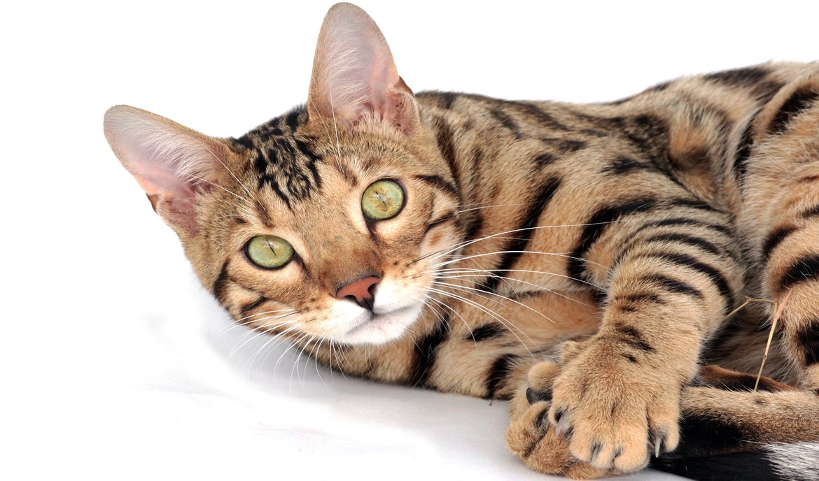 Bengal-kissa: kissanruoka ja rotukuvaus